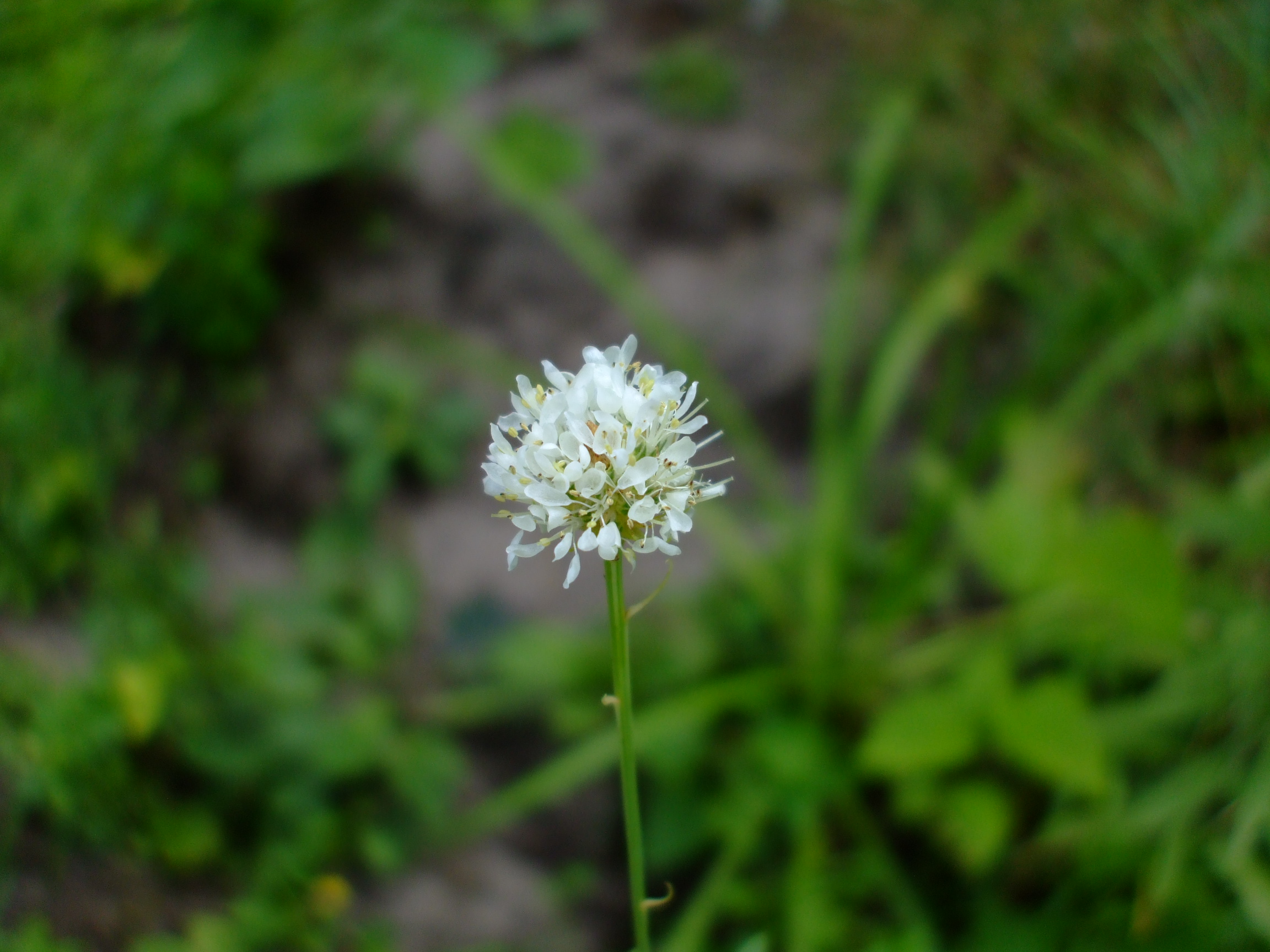 Dalea candida